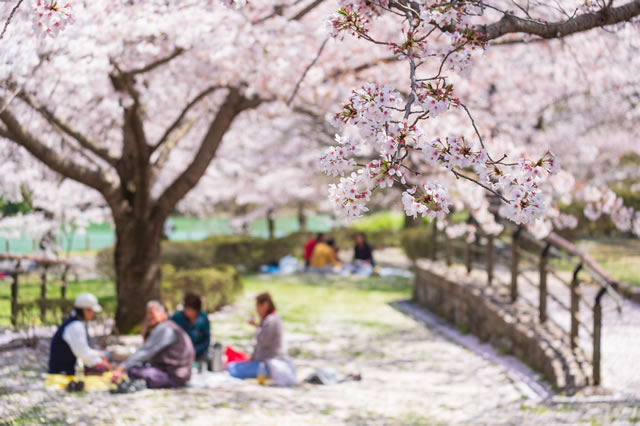 花見の写真