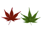 柿葉（塩漬）